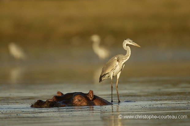 Heron cendre perche sur un hippopotame