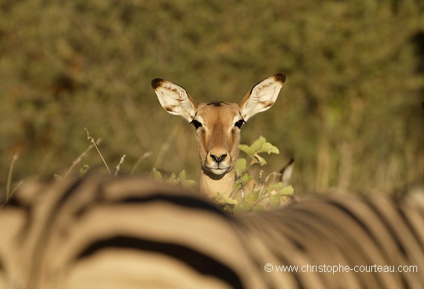 Tete d'impala parmi un troupeau de zebres.