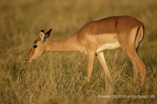 Impala femelle