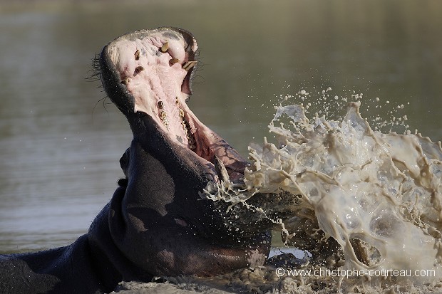 Hippopotame baille