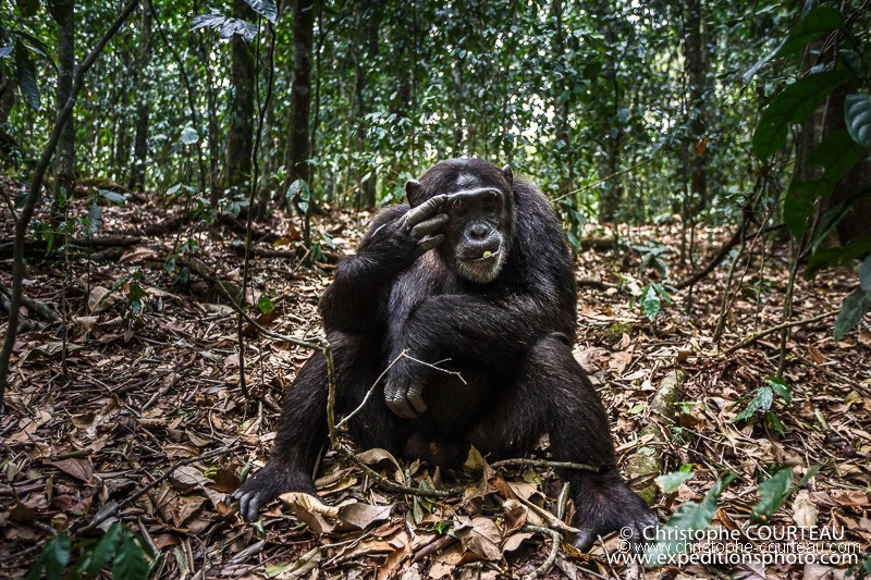 chimpanzé en Ouganda - FEVRIER 2018