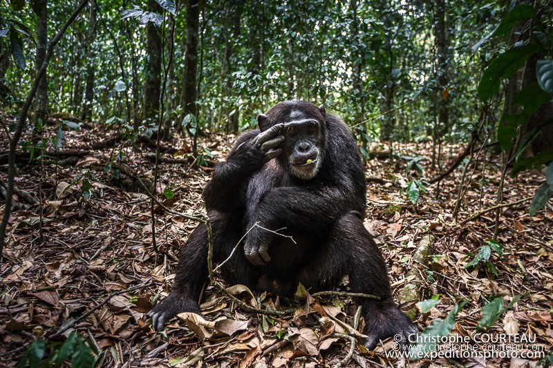 chimpanz en Ouganda - FEVRIER 2018