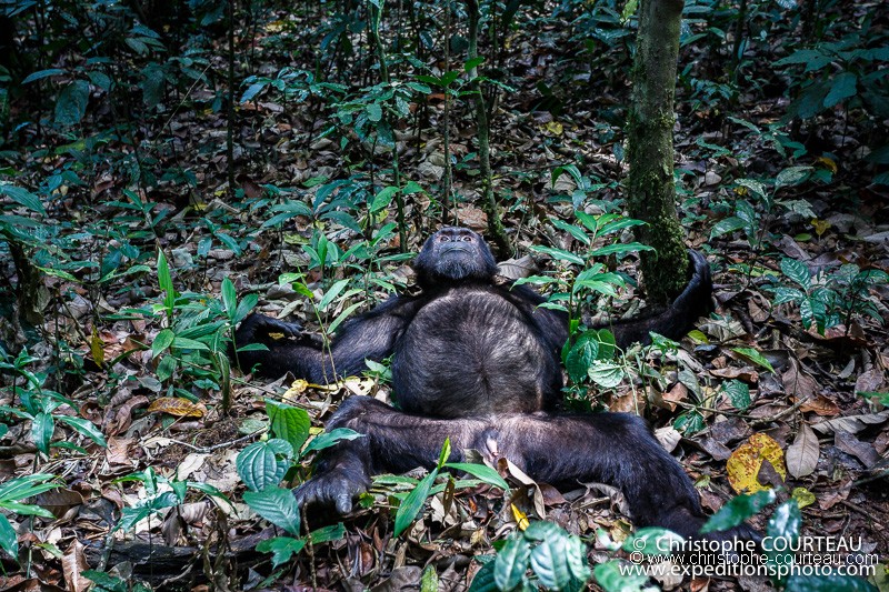 Chimpanzee in Uganda - FEBRUARY 2018