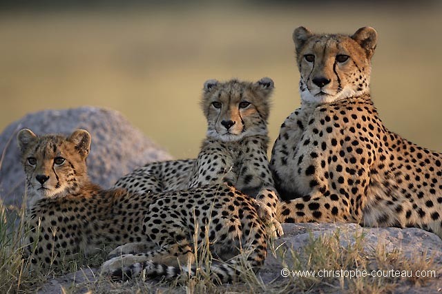 Femelle Guepard et ses jeunes