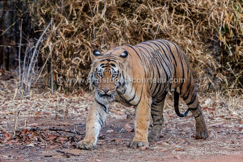 Tigre du Bengale (Panthera tigris)