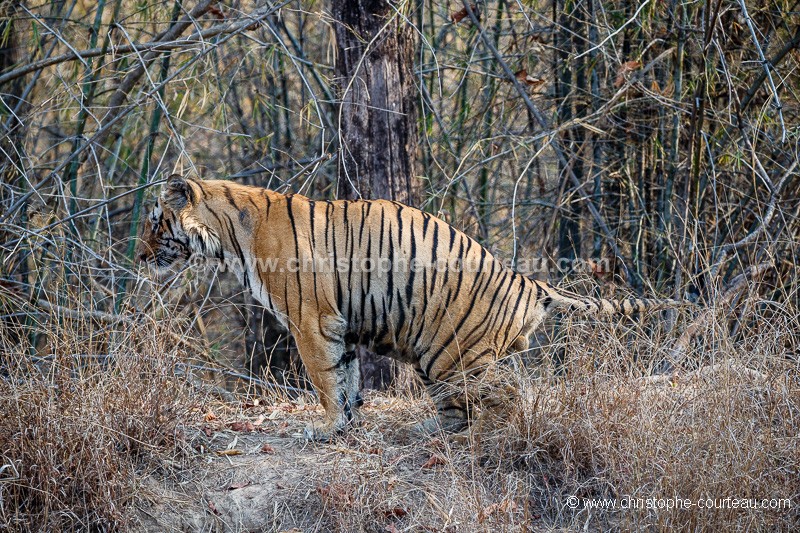 Indian Tiger marking territory