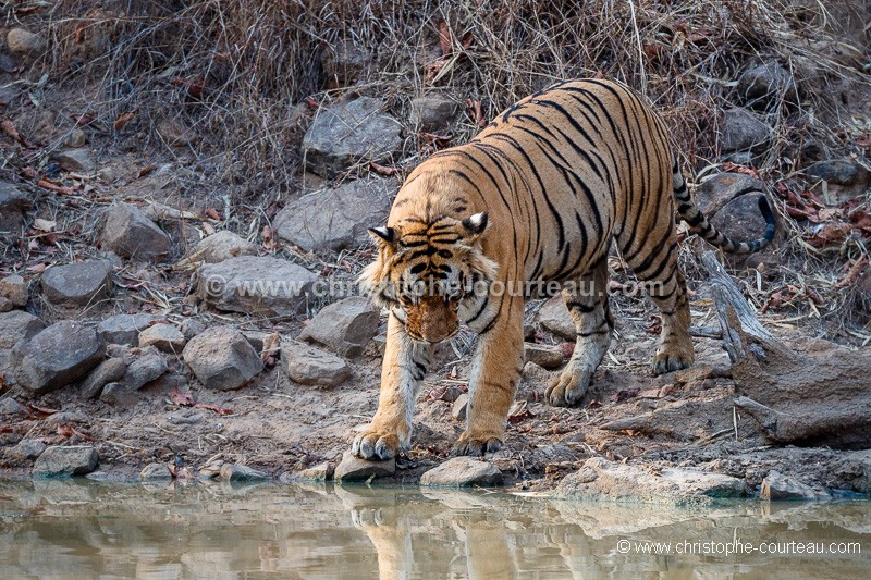 Bengal Tiger at Water Hole