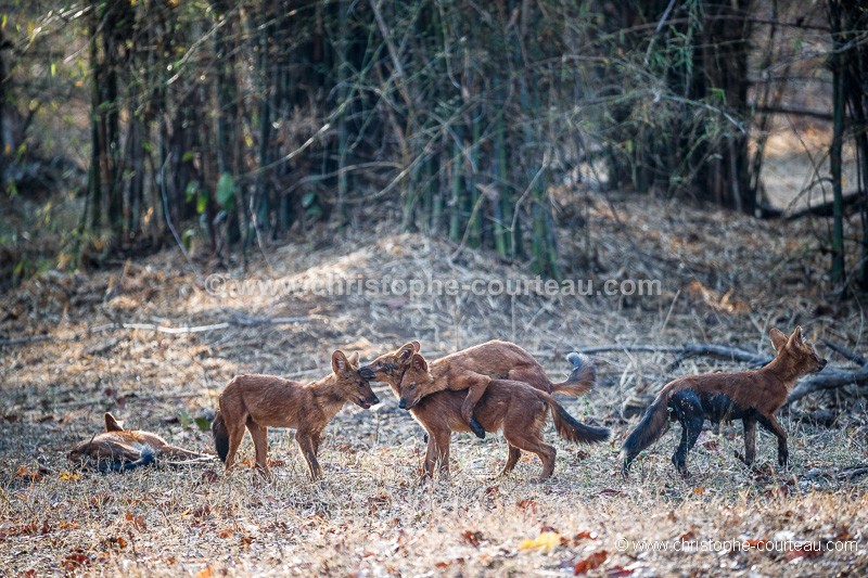 Jeunes Chiens sauvages indiens ou Dholes