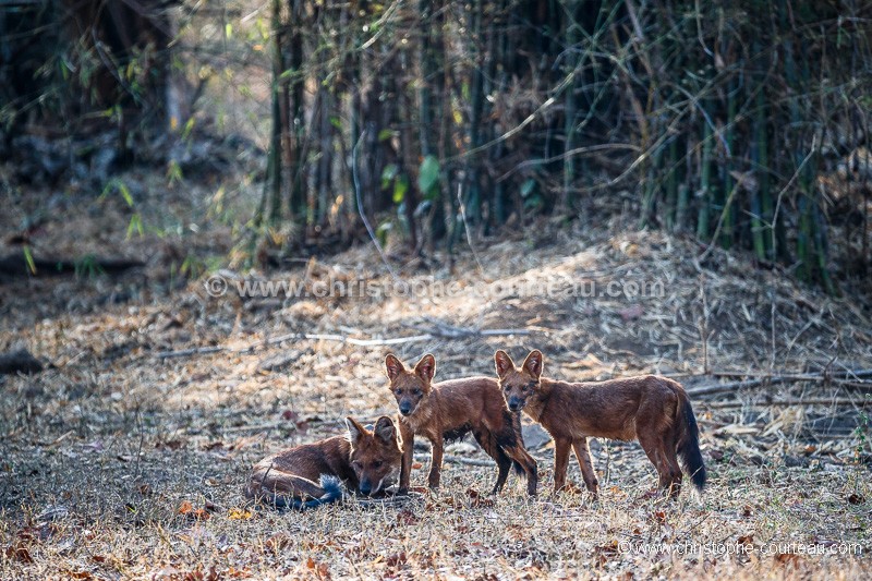 Indian Wild Dogs Puppies or Dhole