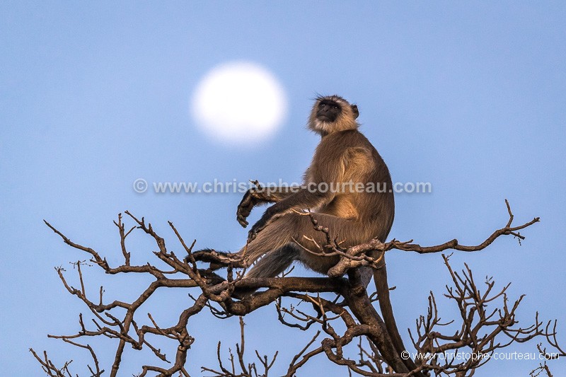 Langur Monkey enjoying sunset in front of the Full Moon Rising, in India