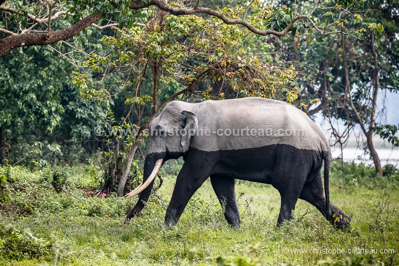 lphant d'Asie  Kaziranga en Inde