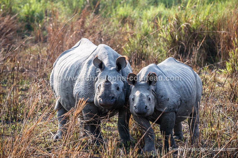 Rhinoceros indien