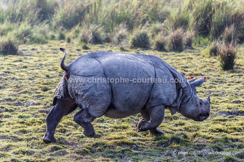 Indian Rhinoceros Bull in Kaziranga