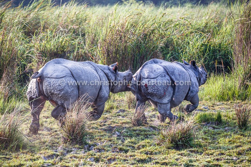 Indian Rhinoceros in Kaziranga