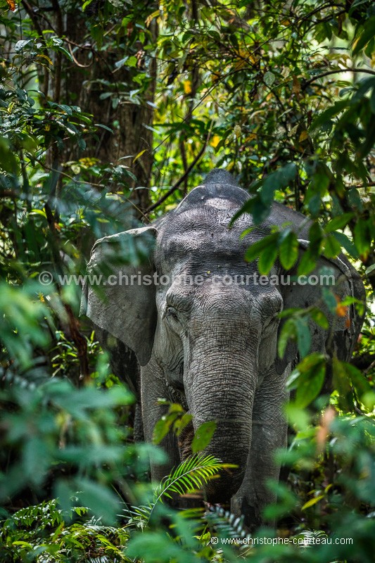 Asian Elephant in Kaziranga in India