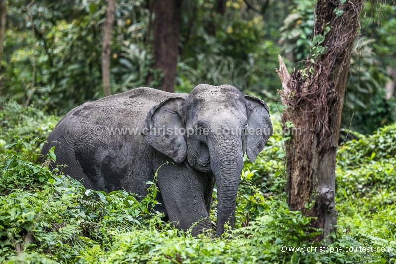 Asian Elephant in Kaziranga in India