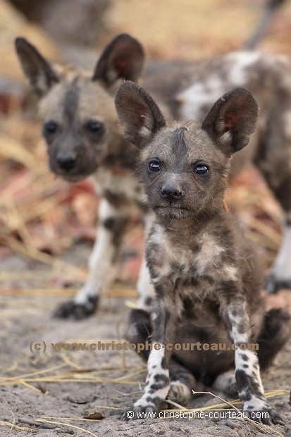 Wild Dog Puppy near-by the den