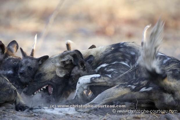 Wild Dog Female & Poppies