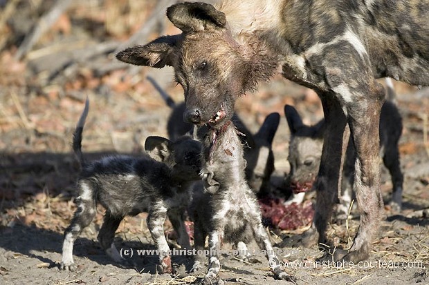 African Wild Dog Poppies, adult feeding