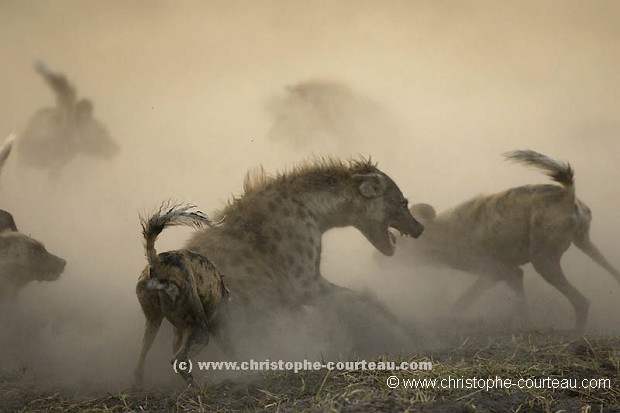 Wild Dogs Fighting against Hyeana