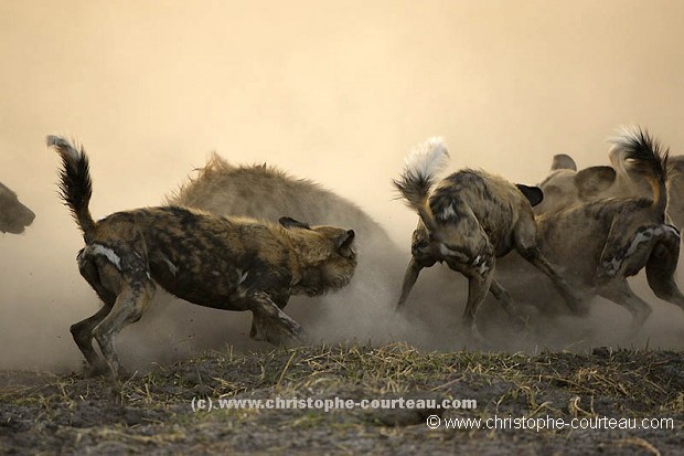Wild Dogs Fighting against Hyeana