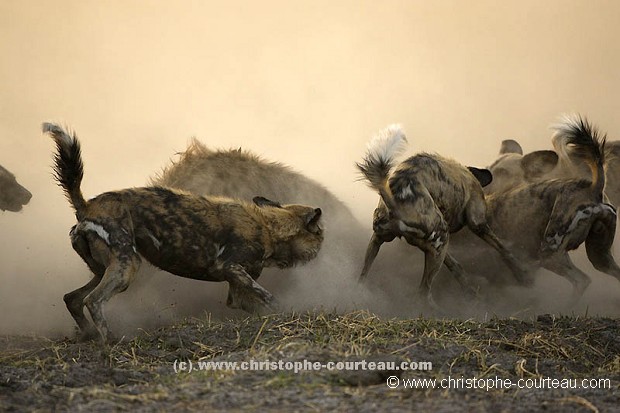 Agression de lycaons sur une hyne tachete.