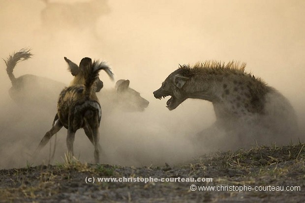 Wild Dogs Fighting against Hyeana