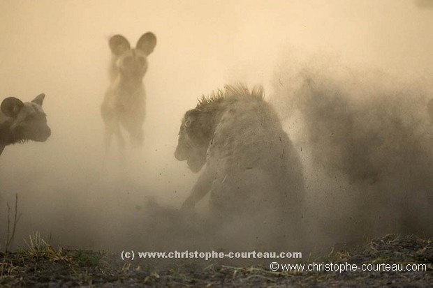 Agression de lycaons sur une hyne tachete.