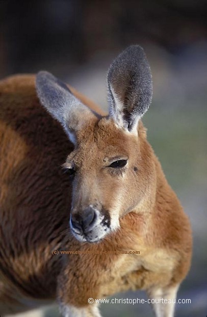 Red Langaroo