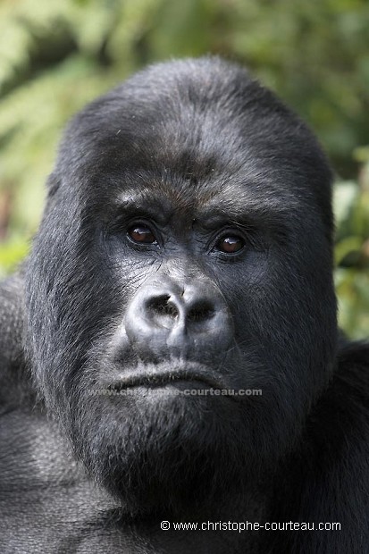 Mountain Gorilla, Silver Back