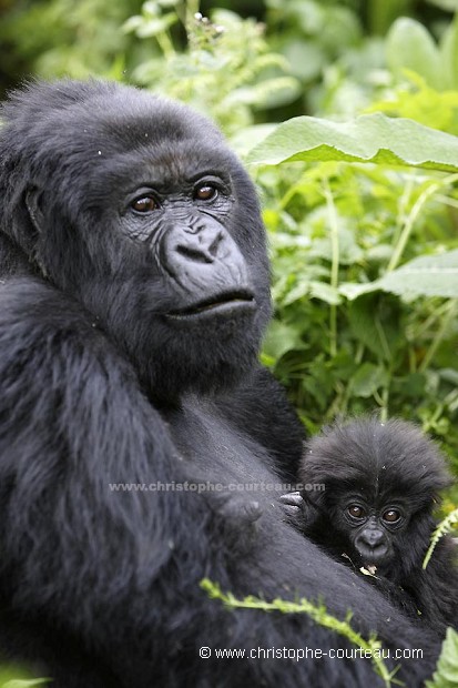 Mountain Gorilla Female and her infant