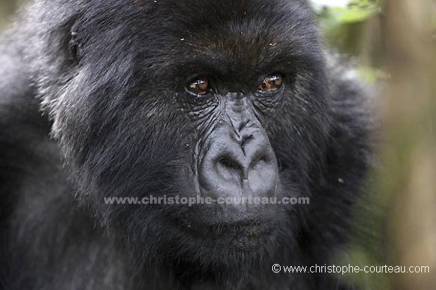 Mountain Gorilla, portrait of a Female.