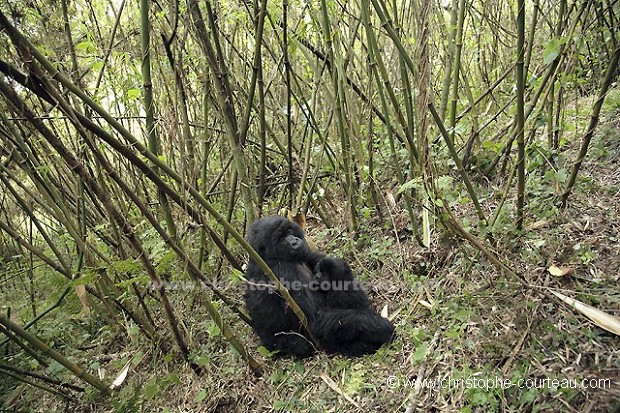 Gorille de montagne, mère allaite son bébé