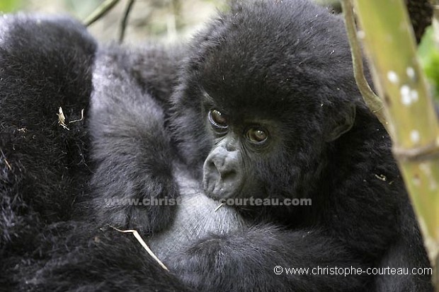 Infant Mountain Gorilla suckling Milk.