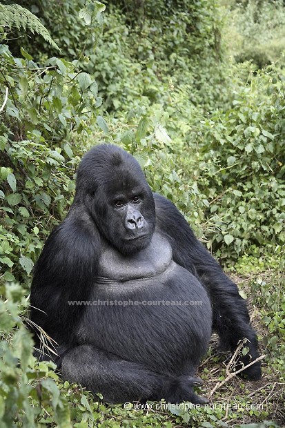 Mountain Gorilla, 