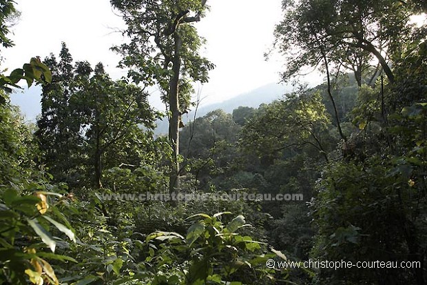 Fort Primaire d'altitude de Nyungwe, Rwanda.