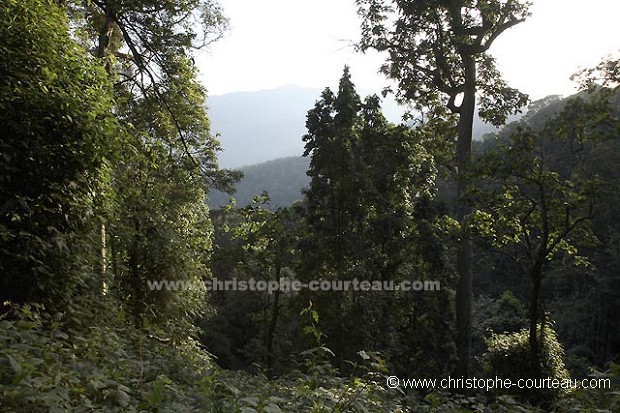 Pristine Rain Forest of Nyungwe National Park.