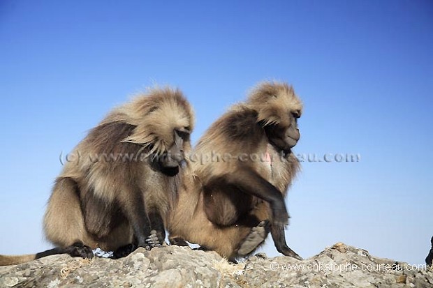 Gelada Baboons Bachelors