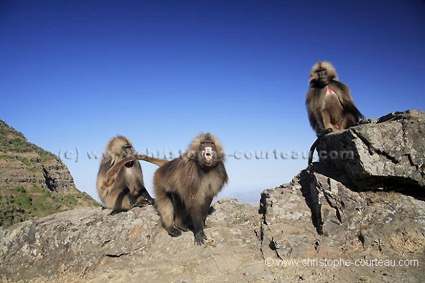 Singes Geladas males clibataires