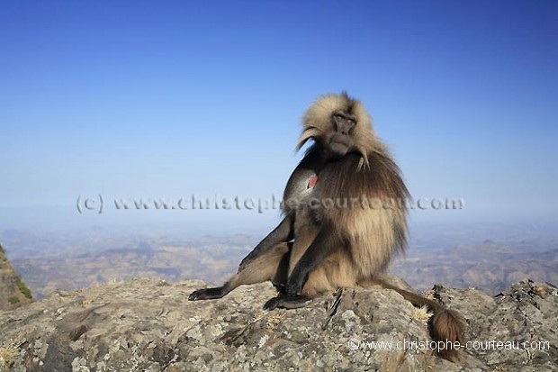 Singe Gelada male célibataire