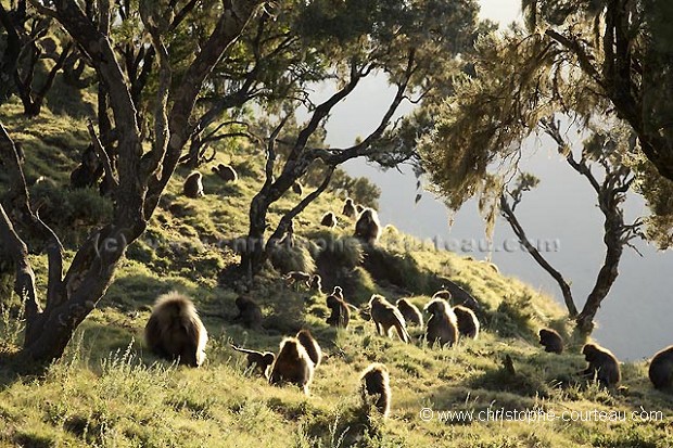 Singes Geladas sous les bruyères géantes