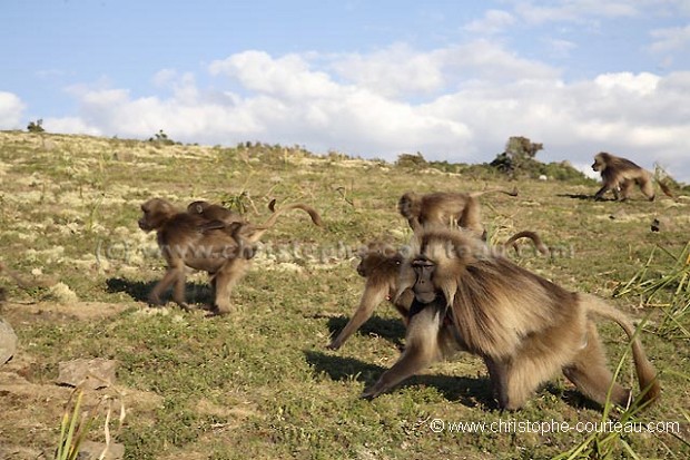 Singes Geladas en groupe