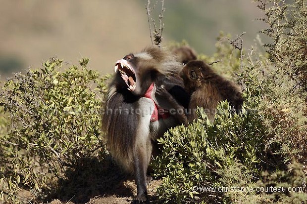 Singe Gelada mle en train de bailler.