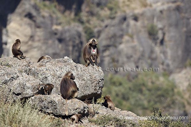 Gelada Baboon Family