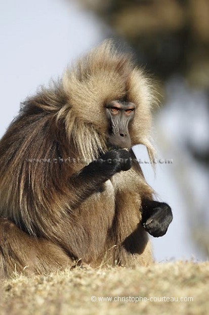 Gelada Baboon Male Eating