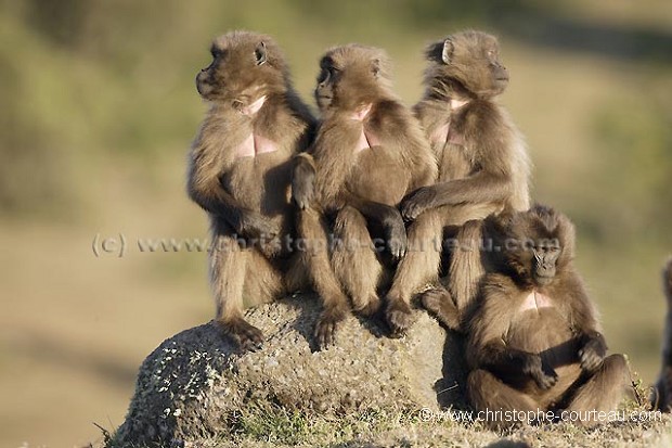 Singes Géladas jeunes mâles