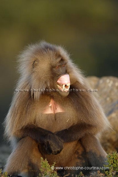 Singe Gelada mle en train de bailler.