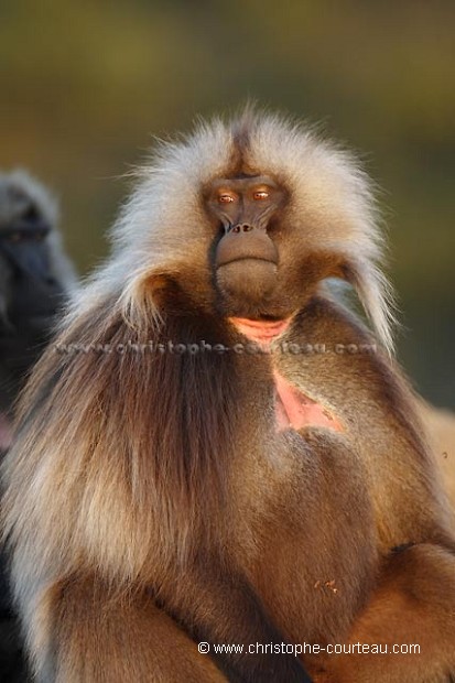 Gelada Baboon Bachelor