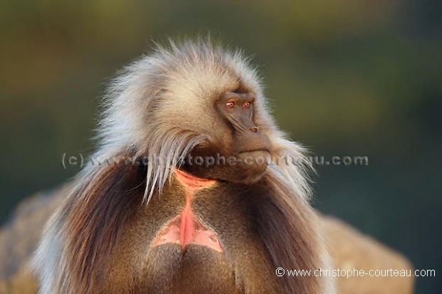 Gelada Baboon Male