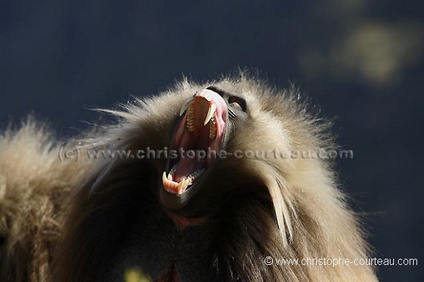 Gelada Baboon Male Yawning